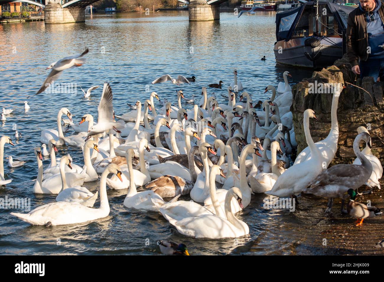 Stop feeding swans hires stock photography and images Alamy