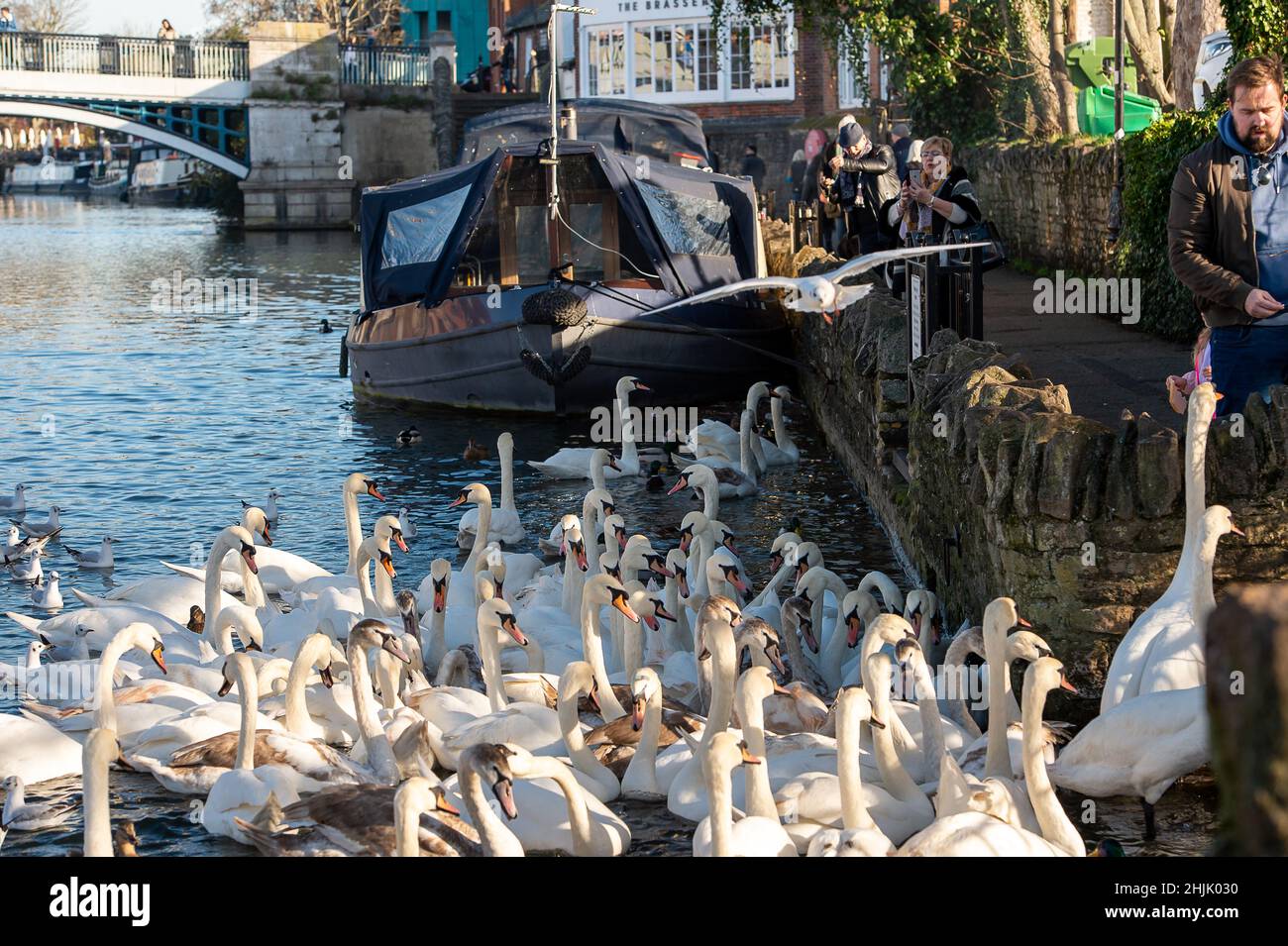 Stop feeding swans hires stock photography and images Alamy