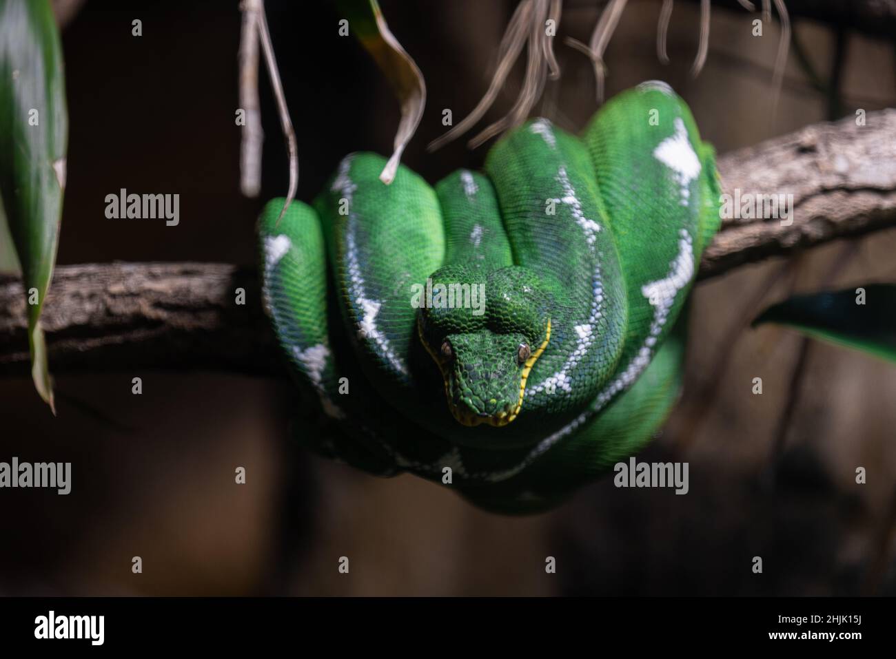 A green snake resting in the jungle Stock Photo Alamy