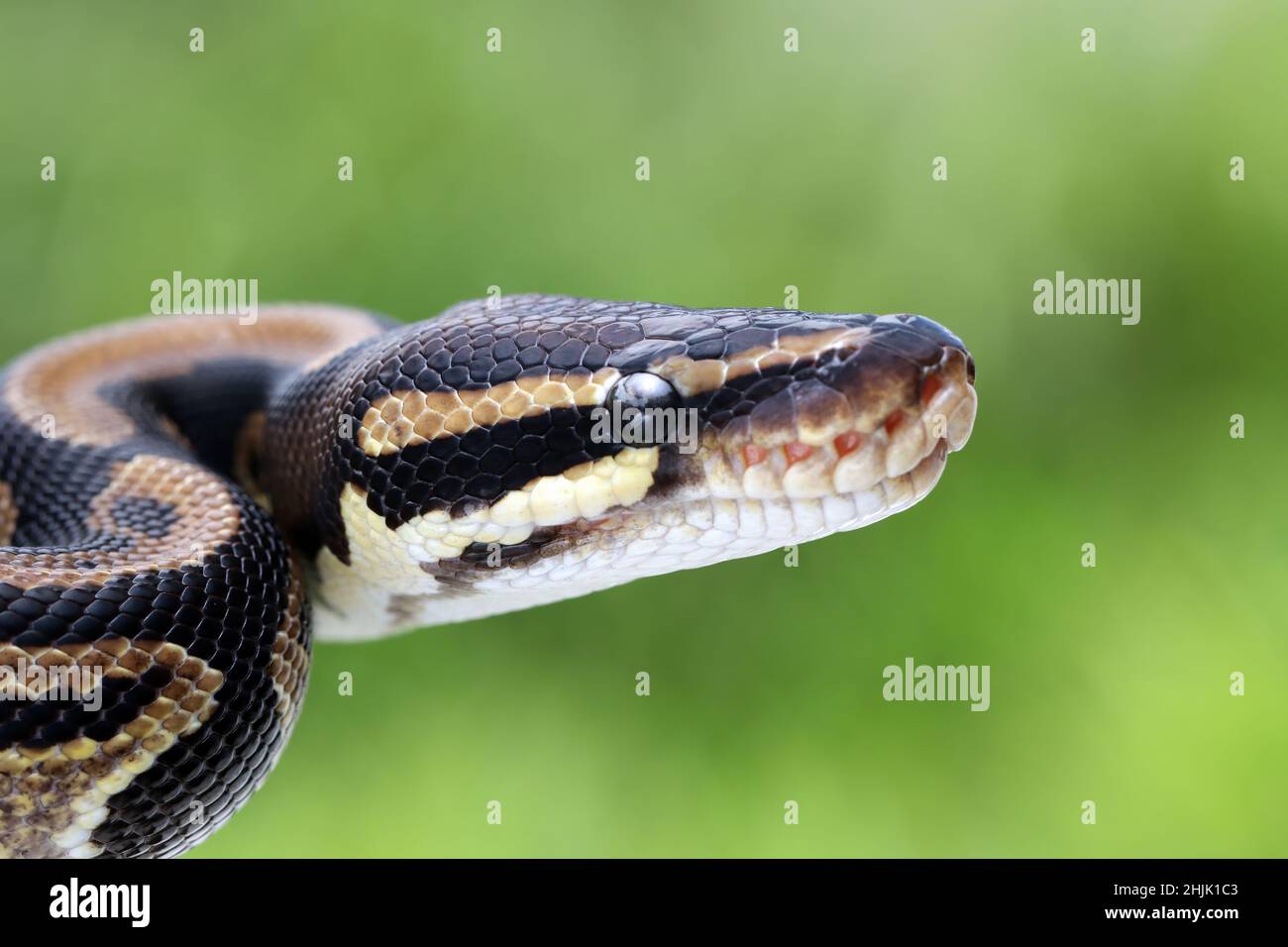 Close-Up of a royal python coiled and ready to strike, Indonesia Stock ...