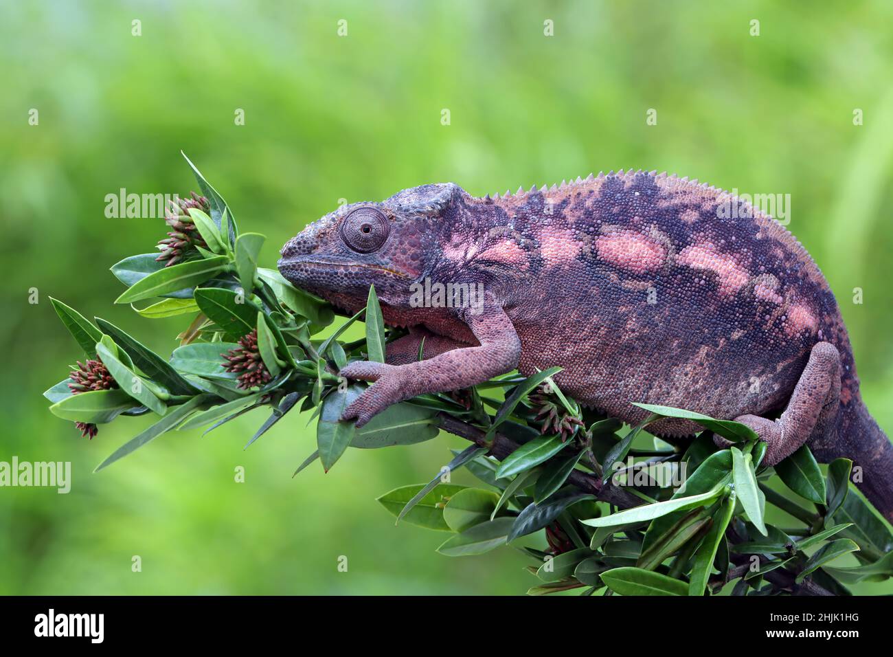 Female Panther Chameleon On A Branch Indonesia Stock Photo Alamy Female Panther Chameleon On A Branch Indonesia Stock Photo Alamy