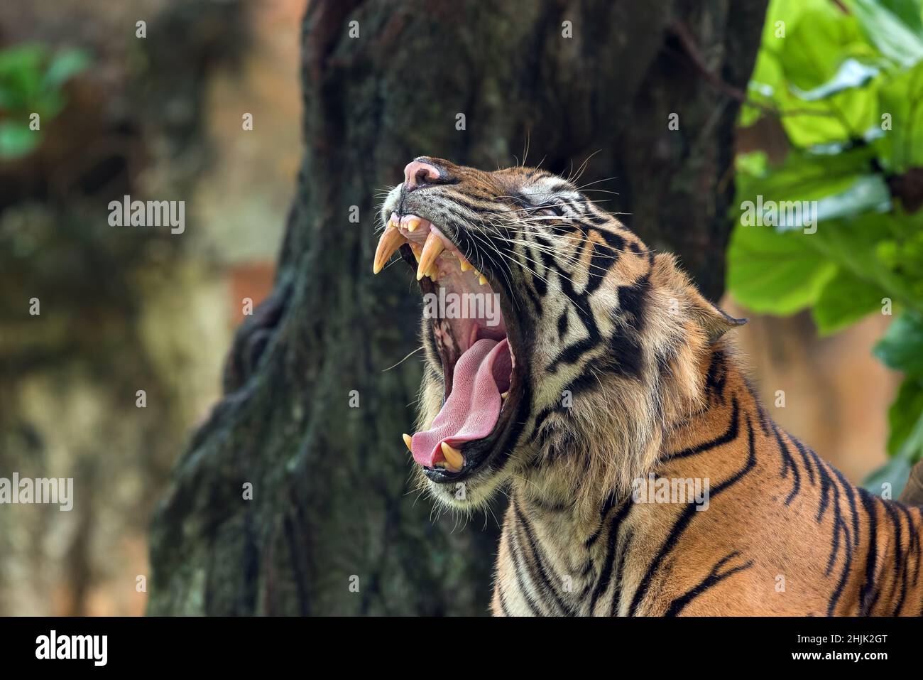 Sumatran tiger roaring hi-res stock photography and images - Alamy