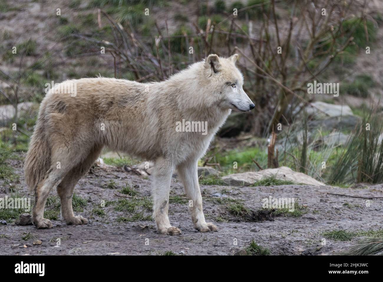 White wolf in the forest Stock Photo