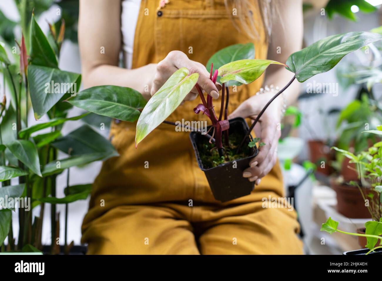 Woman gardener hold houseplant work in home garden examine plant before replanting or sale in shop Stock Photo