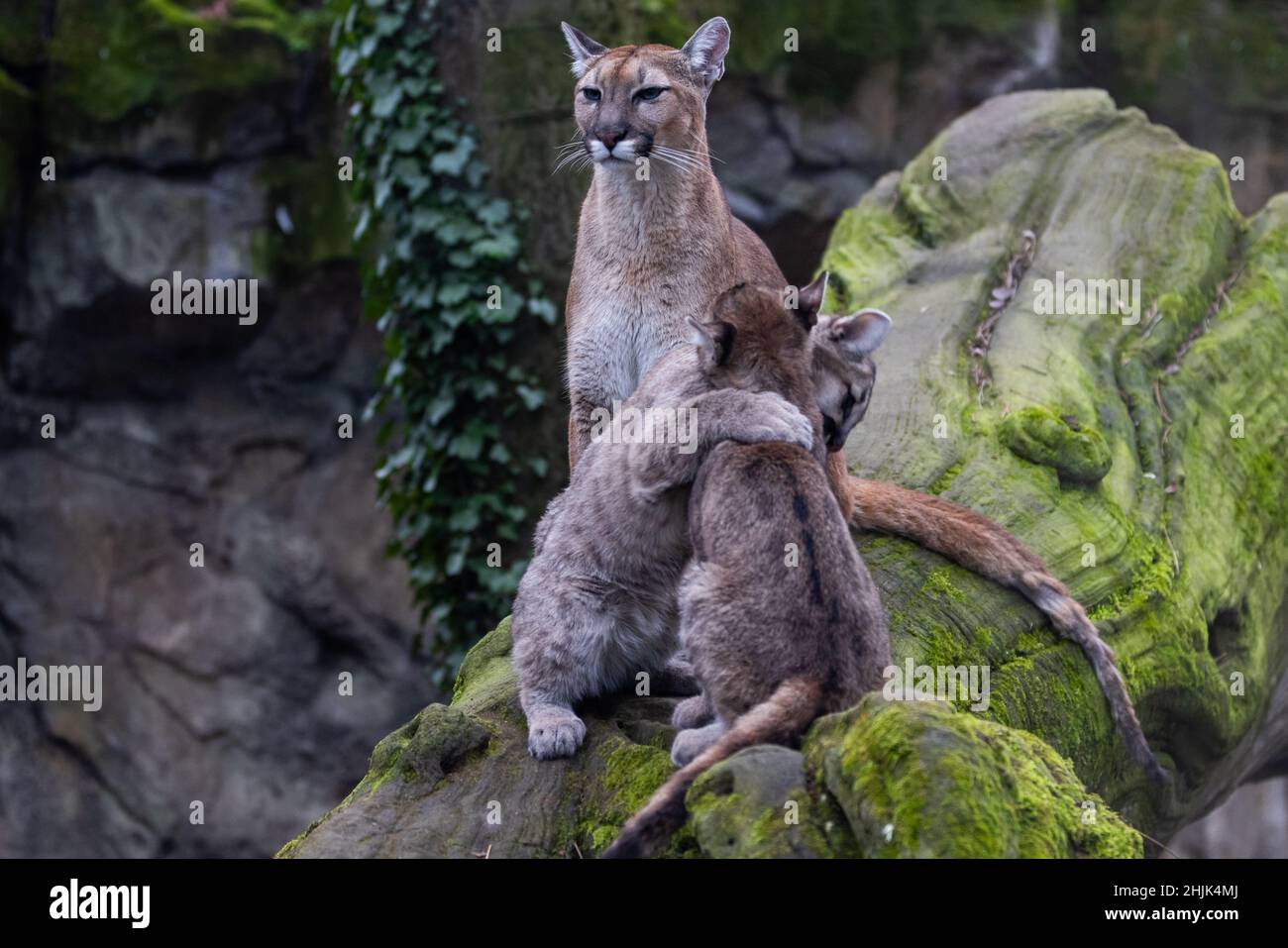 Portrait of a puma in the forest Stock Photo - Alamy