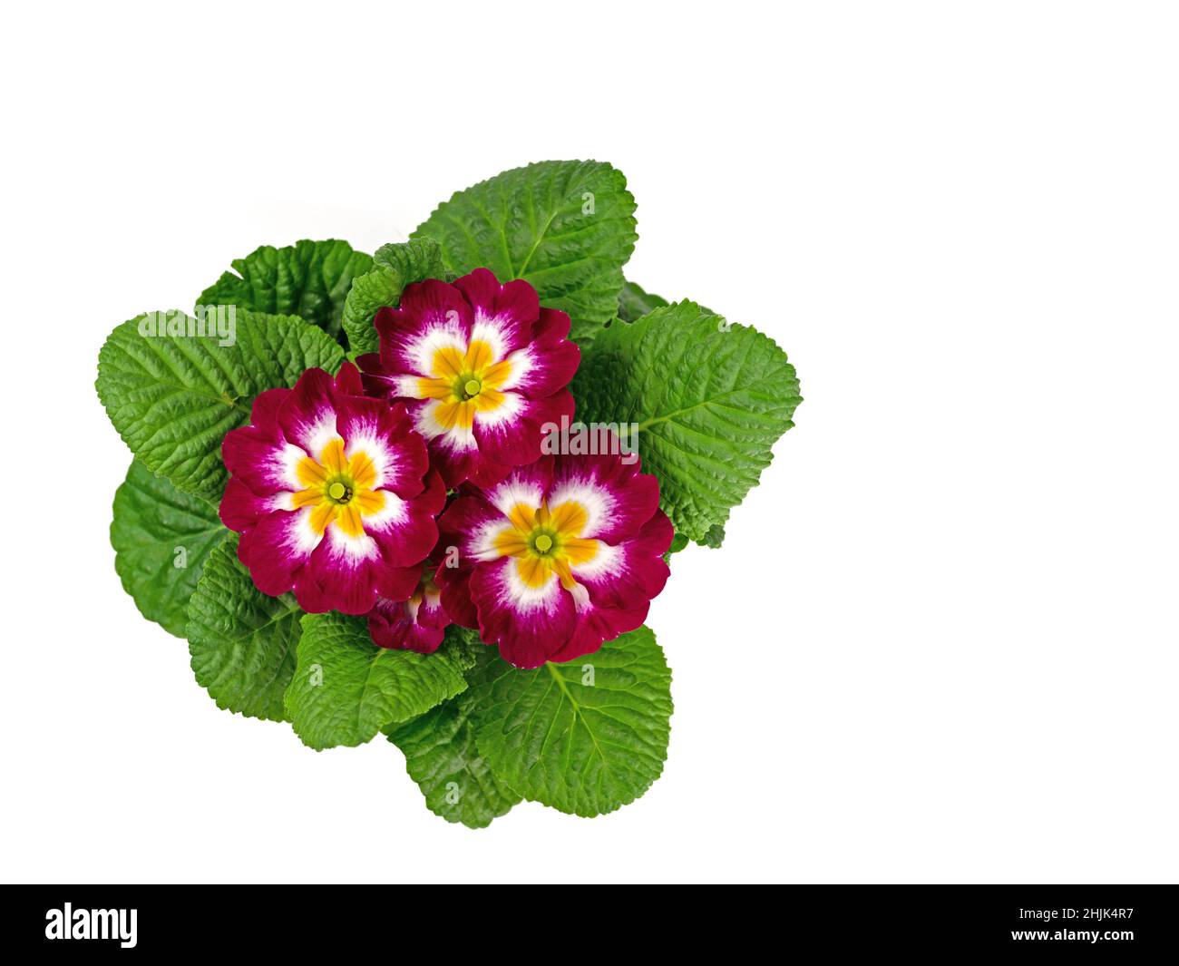 Flowering primrose against white background Stock Photo - Alamy