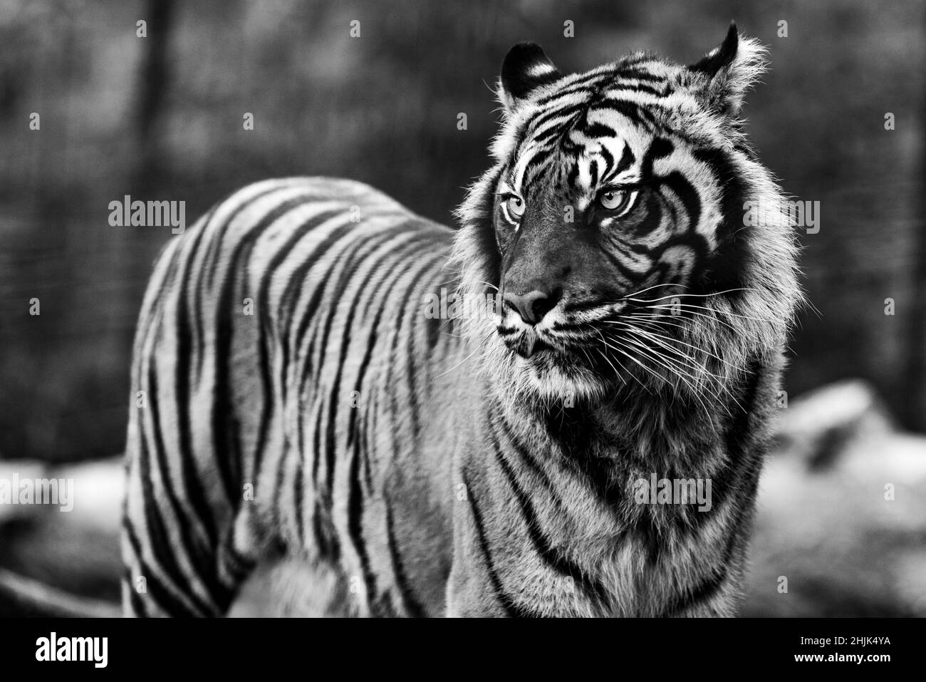 Tet festival background Black and White Stock Photos & Images Alamy