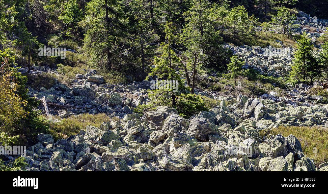 Beautiful mountain forest in spring sunny day with rock slide - panoramic view of mountain terrain Stock Photo