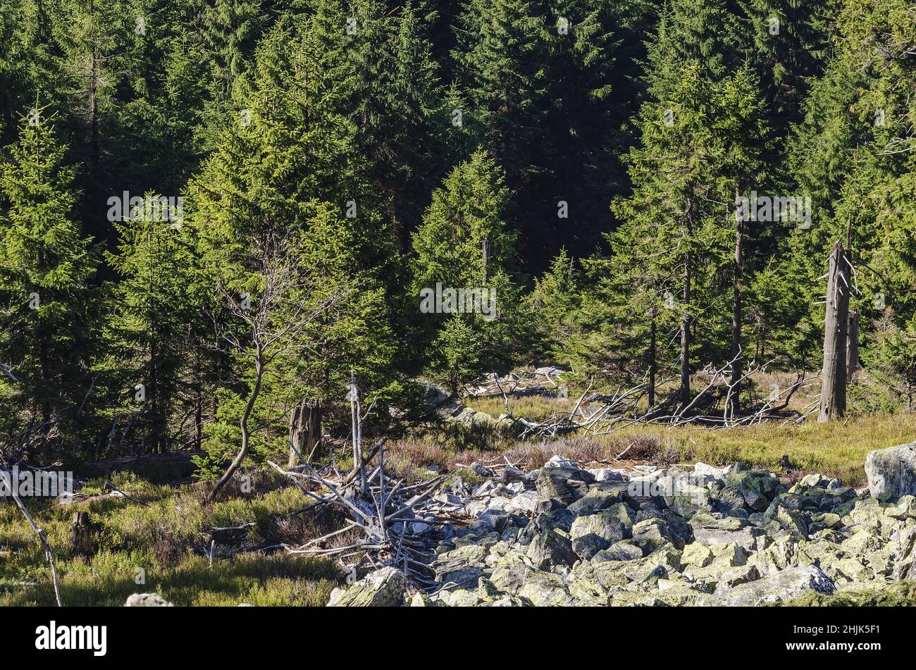 Beautiful mountain forest in spring sunny day with rock slide - natural texture of mountain terrain Stock Photo