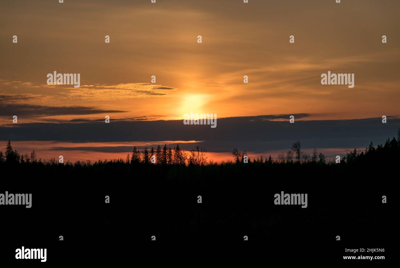 black tree silhouettes on a colorful sunset sky, wallpaper Stock Photo ...