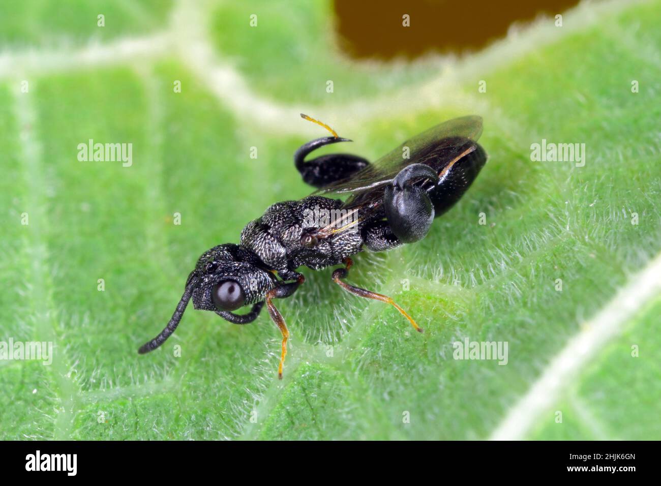 Parasitic wasp (Chalcidoidea) on a green leaf. Stock Photo