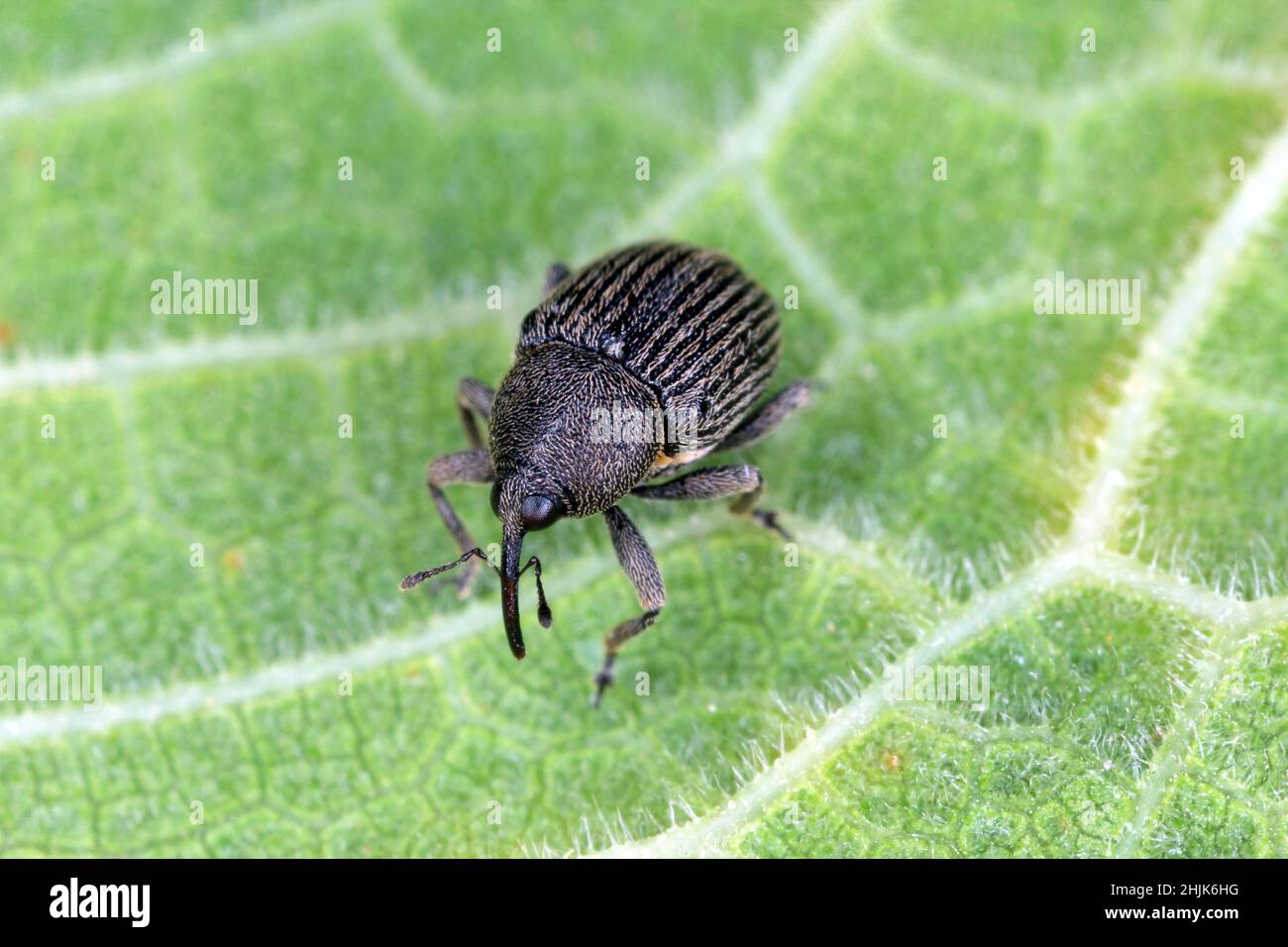 Close up of a grey striped weevil ( Curculionidae ) on leaf. Stock Photo