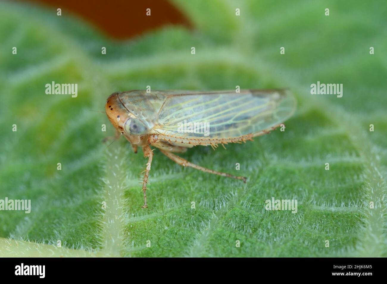 Tiny leafhopper from the family Cicadellidae on a leaf. Stock Photo