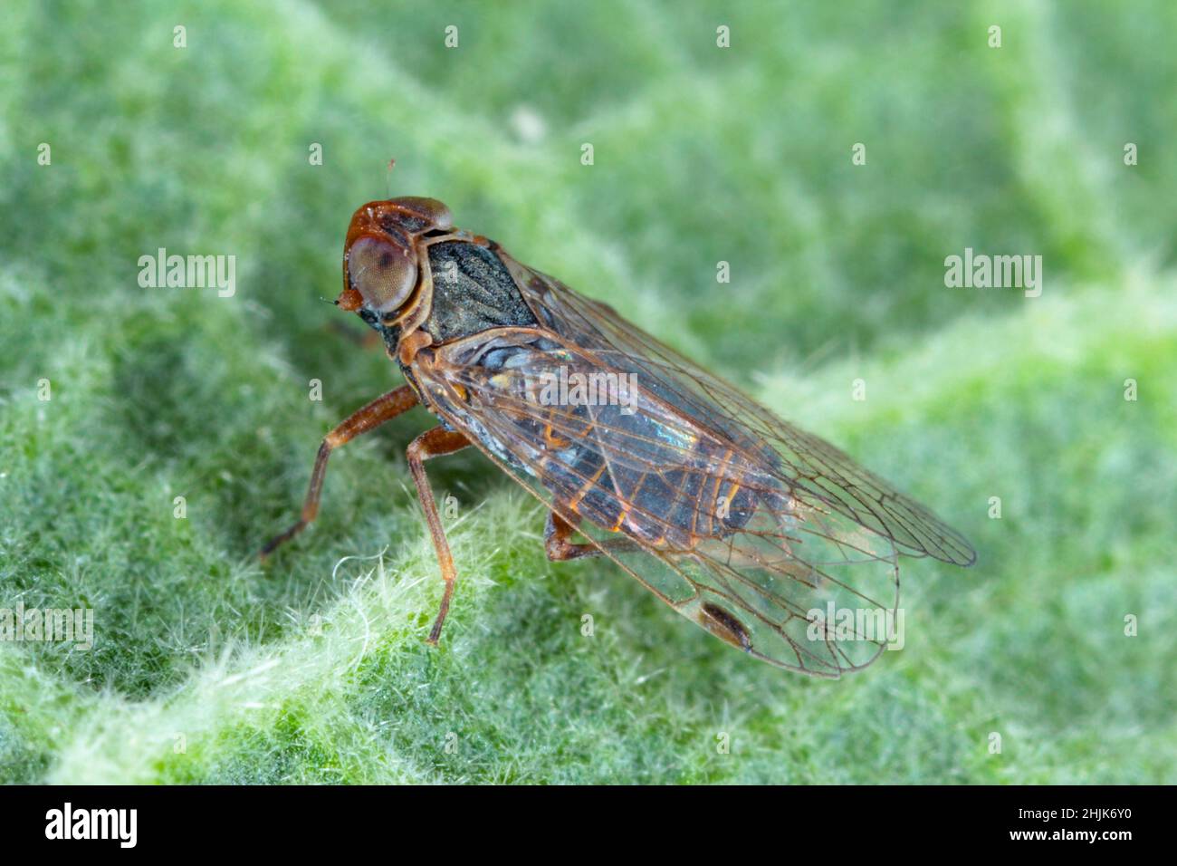 Planthopper, Cixiidae on a green leaf. Macro photo. Stock Photo