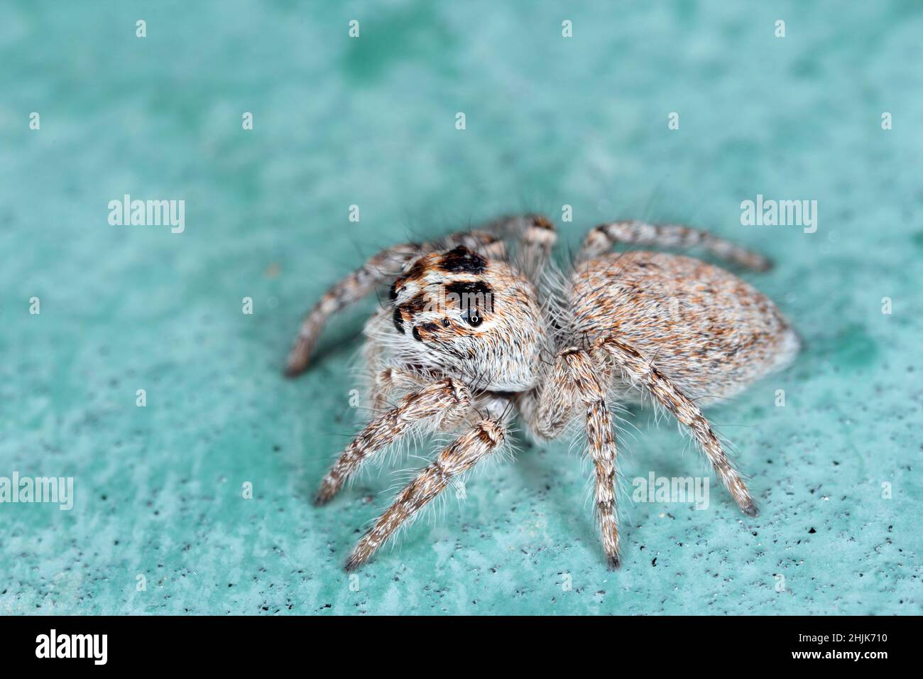 Super macro image of Jumping spider - Salticidae at high magnification.This wildlife spider from Croatia. Take image with macro equipment. Stock Photo