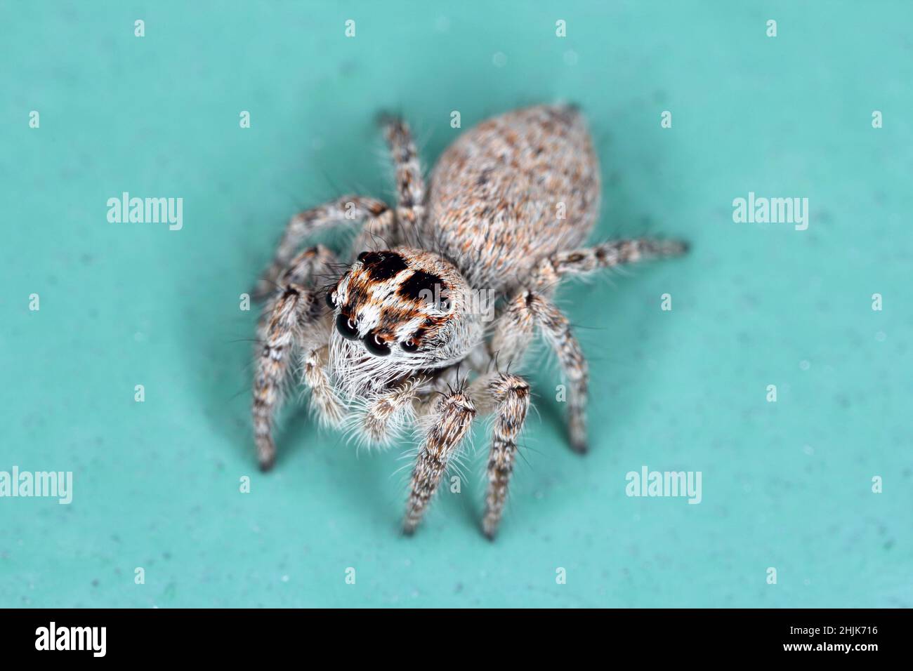 Super macro image of Jumping spider - Salticidae at high magnification.This wildlife spider from Croatia. Take image with macro equipment. Stock Photo