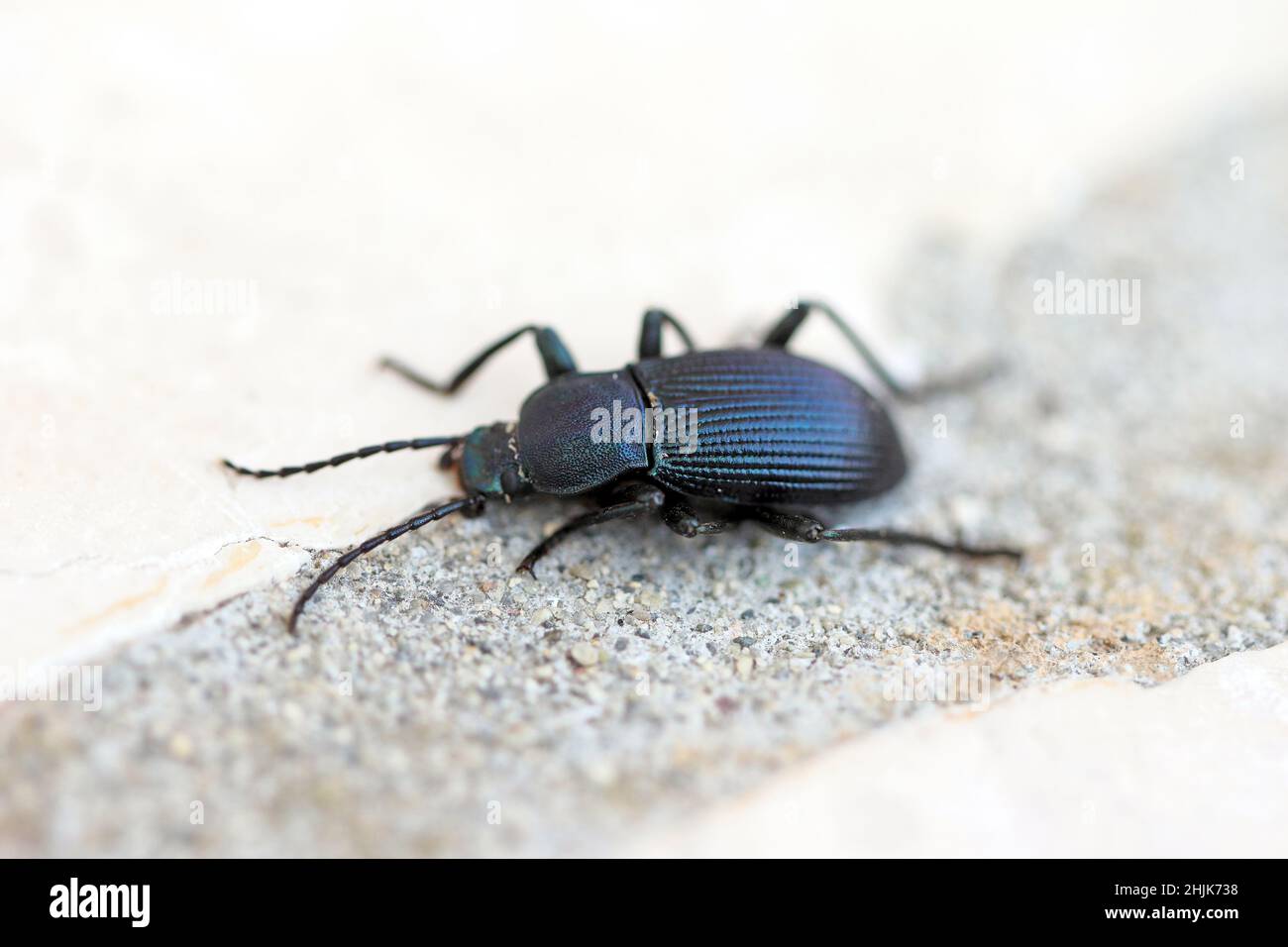 Beetle Coleoptera; Tenebrionidae; Helops sp from Croatia on stone. Stock Photo