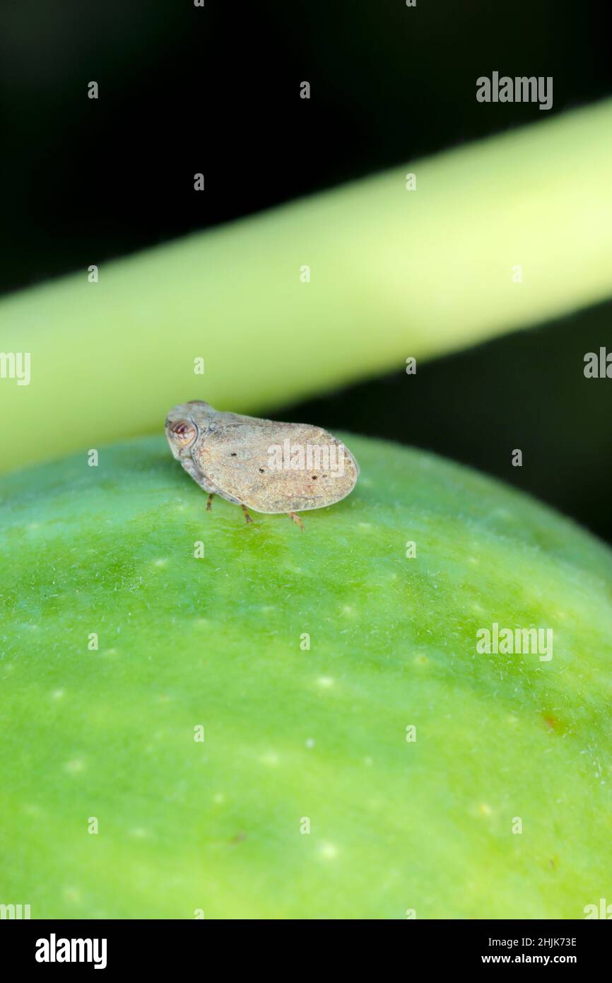 Small insect a member of Issid Planthoppers belongs to the family ...