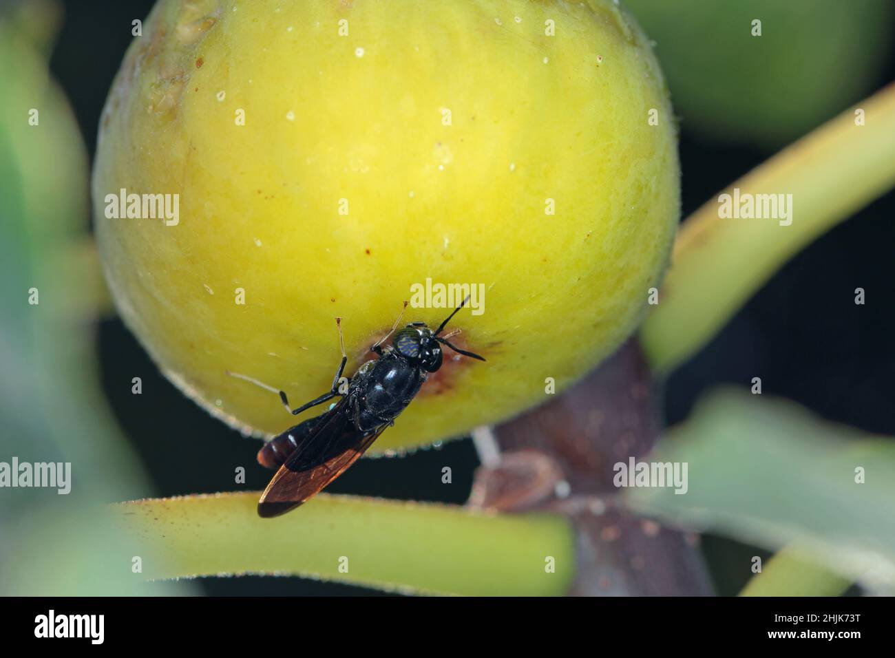 Black Soldier Fly - latin name is Hermetia illucens.  Close-up of fly sitting on a ripe fig. This species is used in the production of protein. Stock Photo