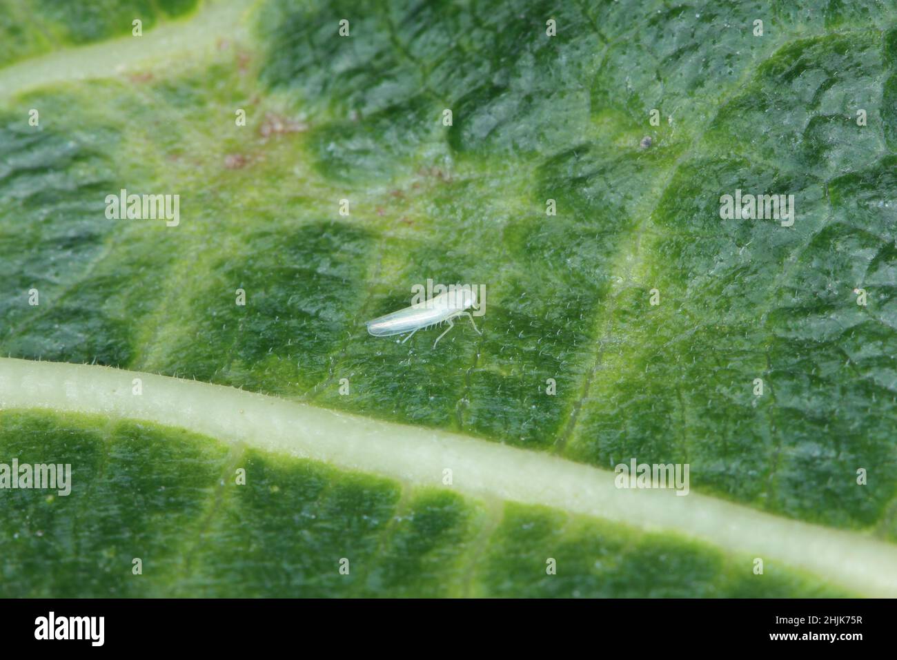 A tiny white leafhopper on a fig leaf. Stock Photo