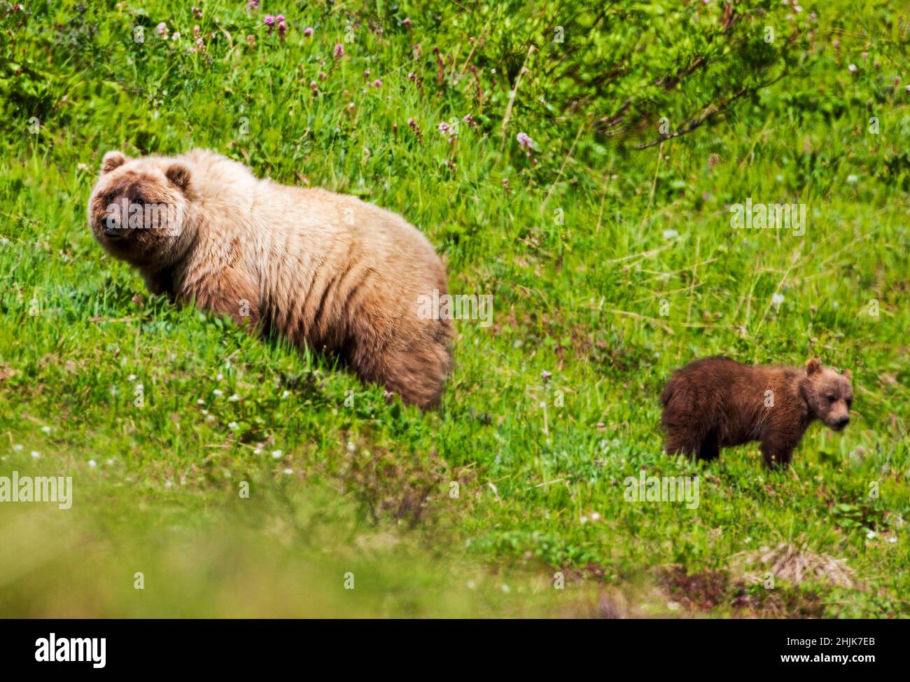 Sow (female) Grizzly bear (Ursus arctos horribilis) with cubs, near Highway Pass, Denali National Park, Alaska, USA Stock Photo