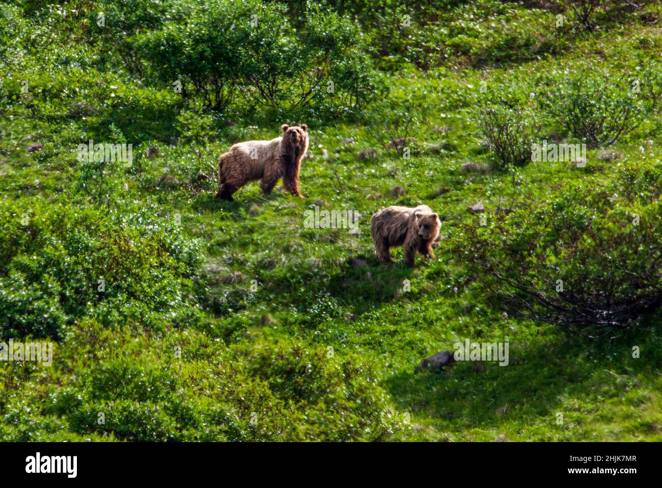 Two adult Grizzly bears (Ursus arctos horribilis), near Highway Pass, Denali National Park, Alaska, USA Stock Photo