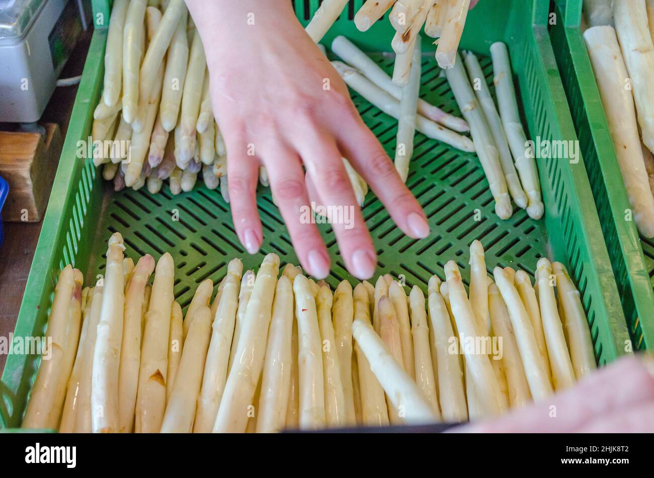 Harvest Fresh white asparagus on offer directly from the producer. Stock Photo