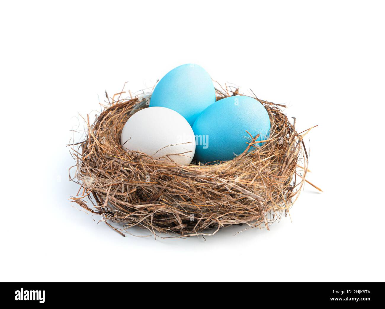 Three blue and white Easter eggs in a nest isolated on a white background. Easter eggs. Side view, close-up. Stock Photo