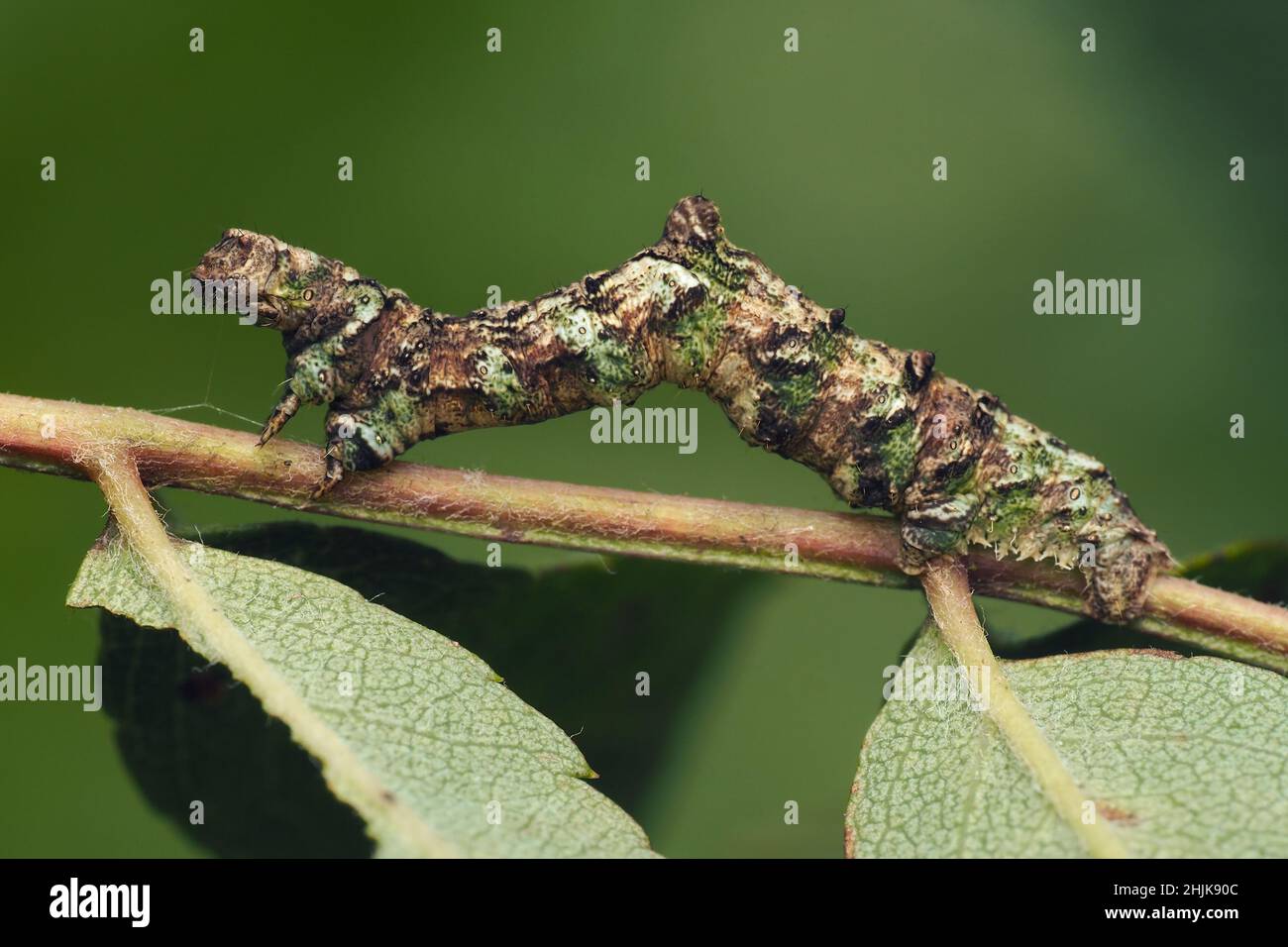 Brimstone moth caterpillar (Opisthograptis luteolata) on willow. Tipperary, Ireland Stock Photo