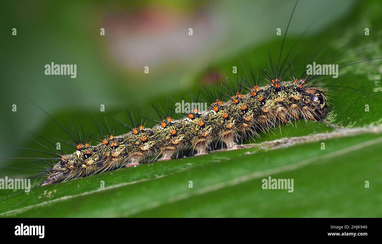 Red Necked Footman moth caterpillar (Atolmis rubricollis) at rest on beech leaf. Tipperary, Ireland Stock Photo