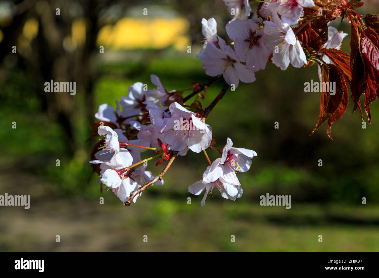 Cherry blossom branch in bloom. Sakura flowers on blurred background ...