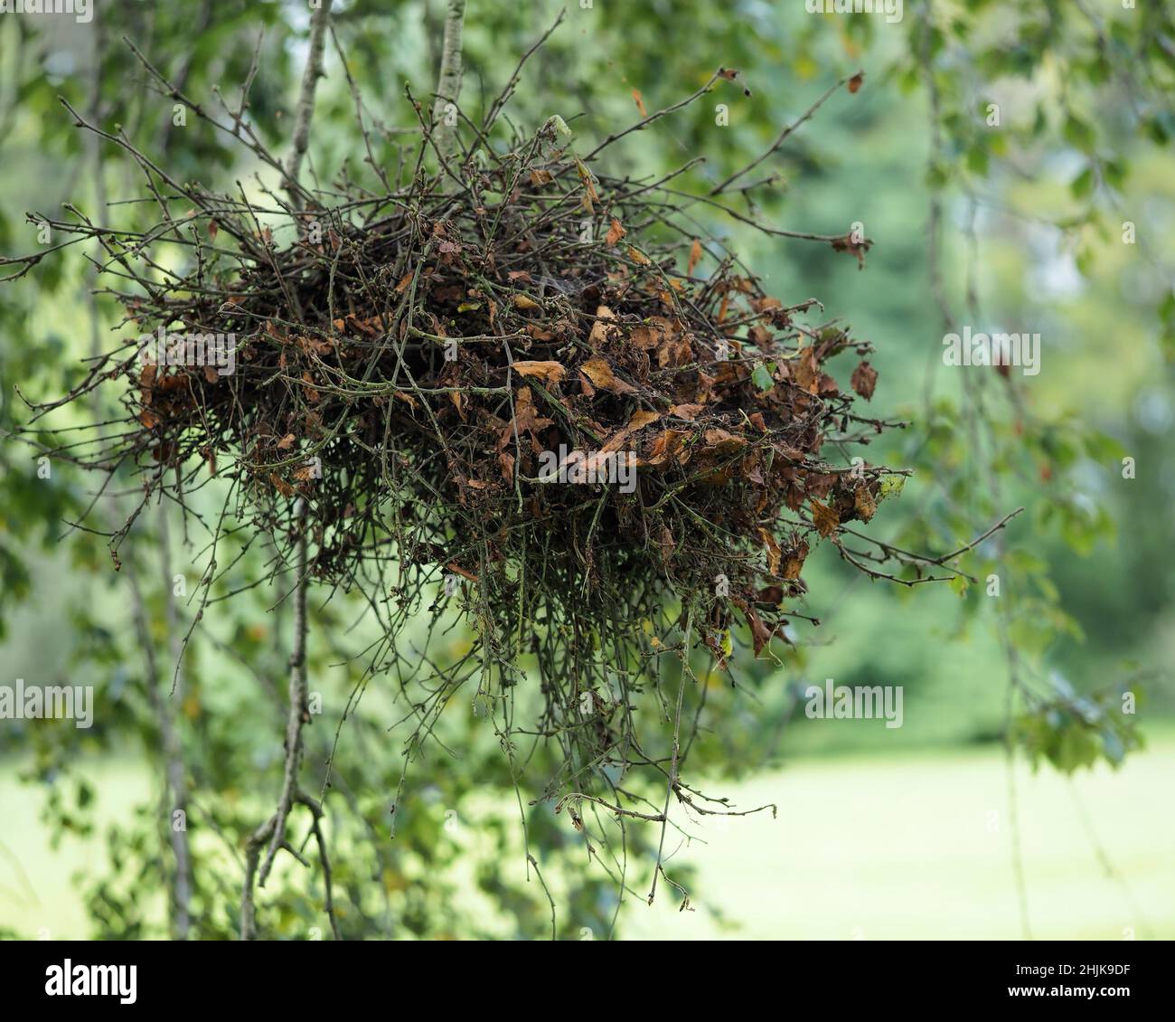 Witch's Broom (Taphrina betulina) on a birch tree. Tipperary, Ireland Stock Photo