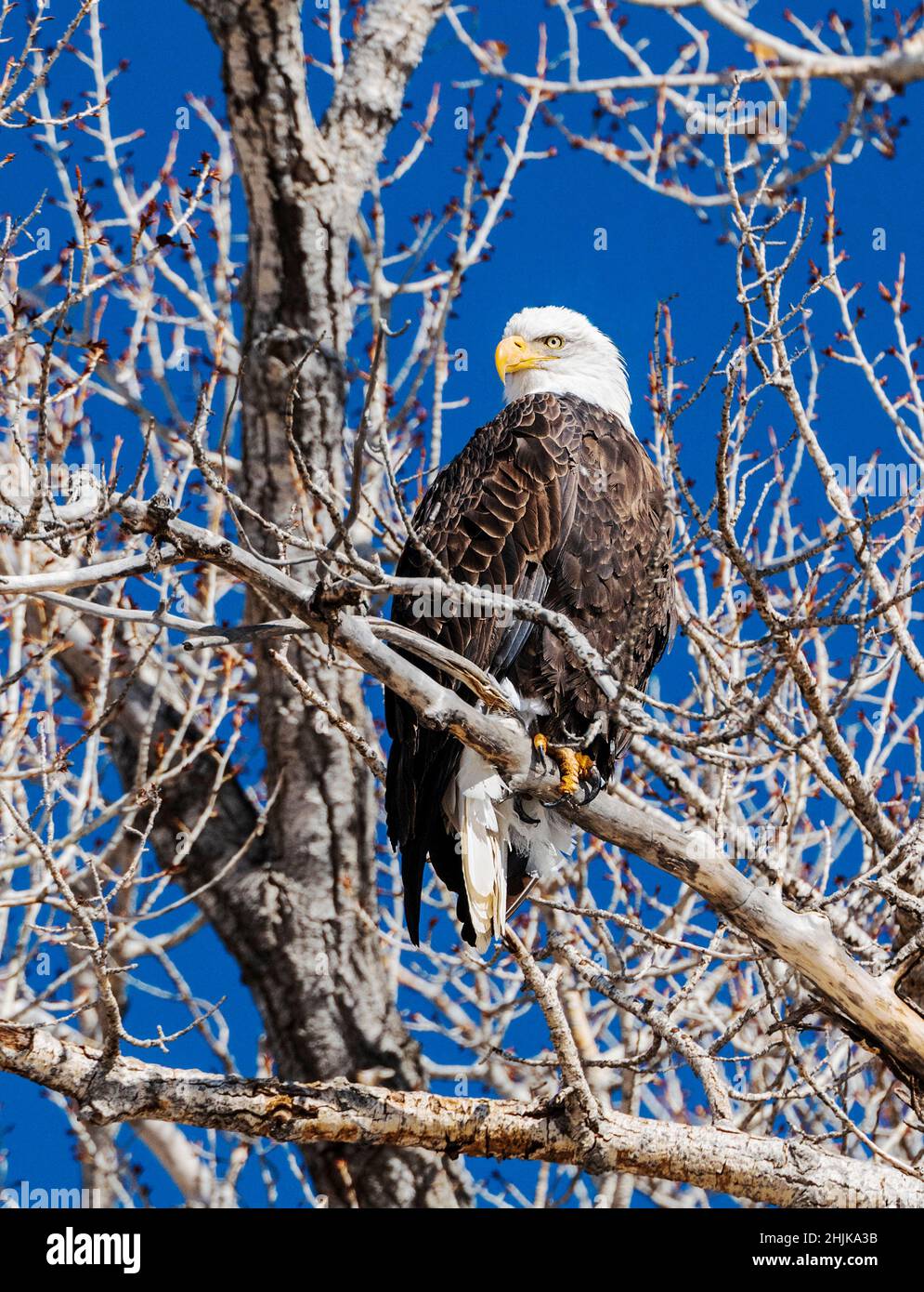American Bald Eagle (Haliaeetus leucocephalus); perched in a Cottonwood ...