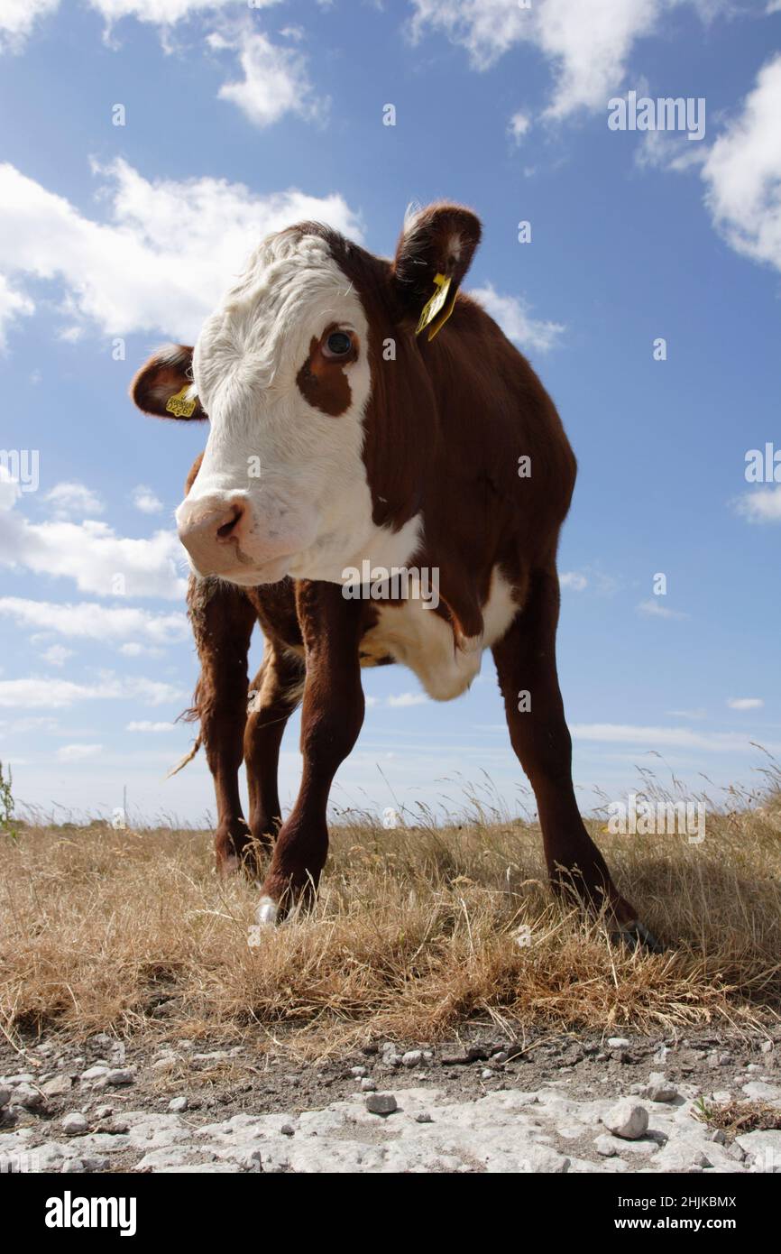 Close up shot cow hooves hi-res stock photography and images - Alamy