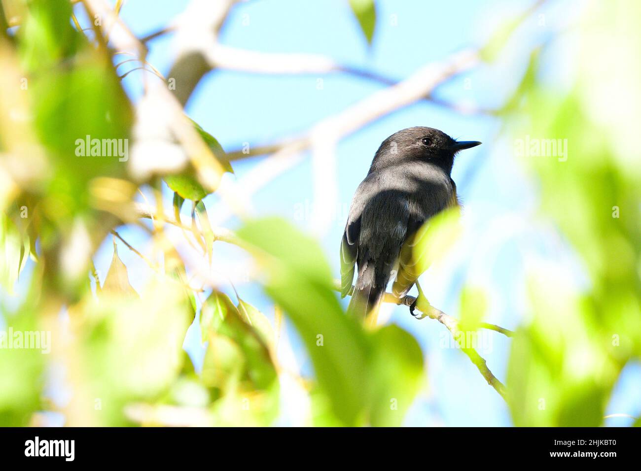 Black Phoebe (Sayornis nigricans Stock Photo Alamy