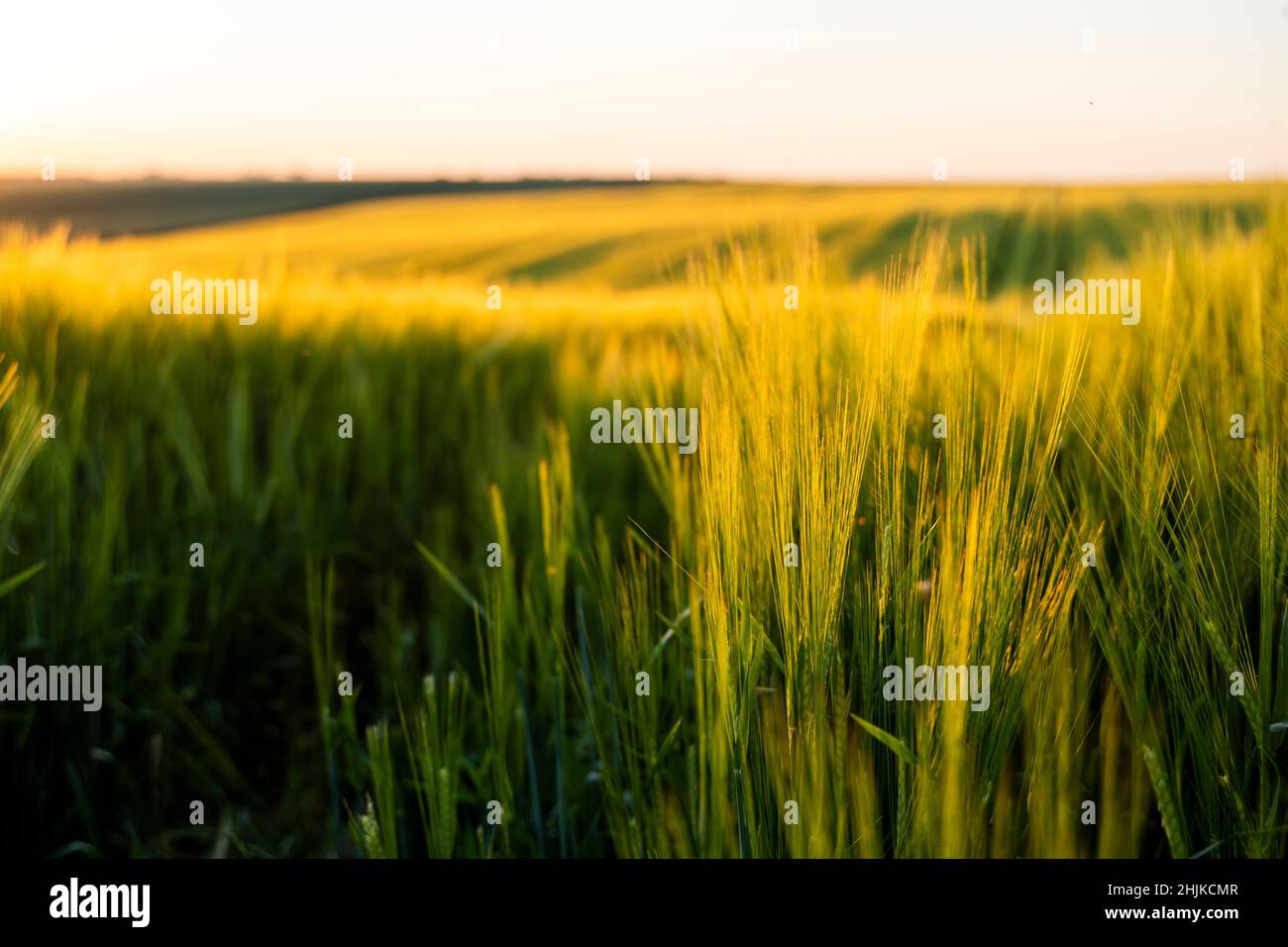 Green barley ears ripen against sunset sky in the early summer evening. Plants cultivating. Rural landscape of barley green field. Stock Photo