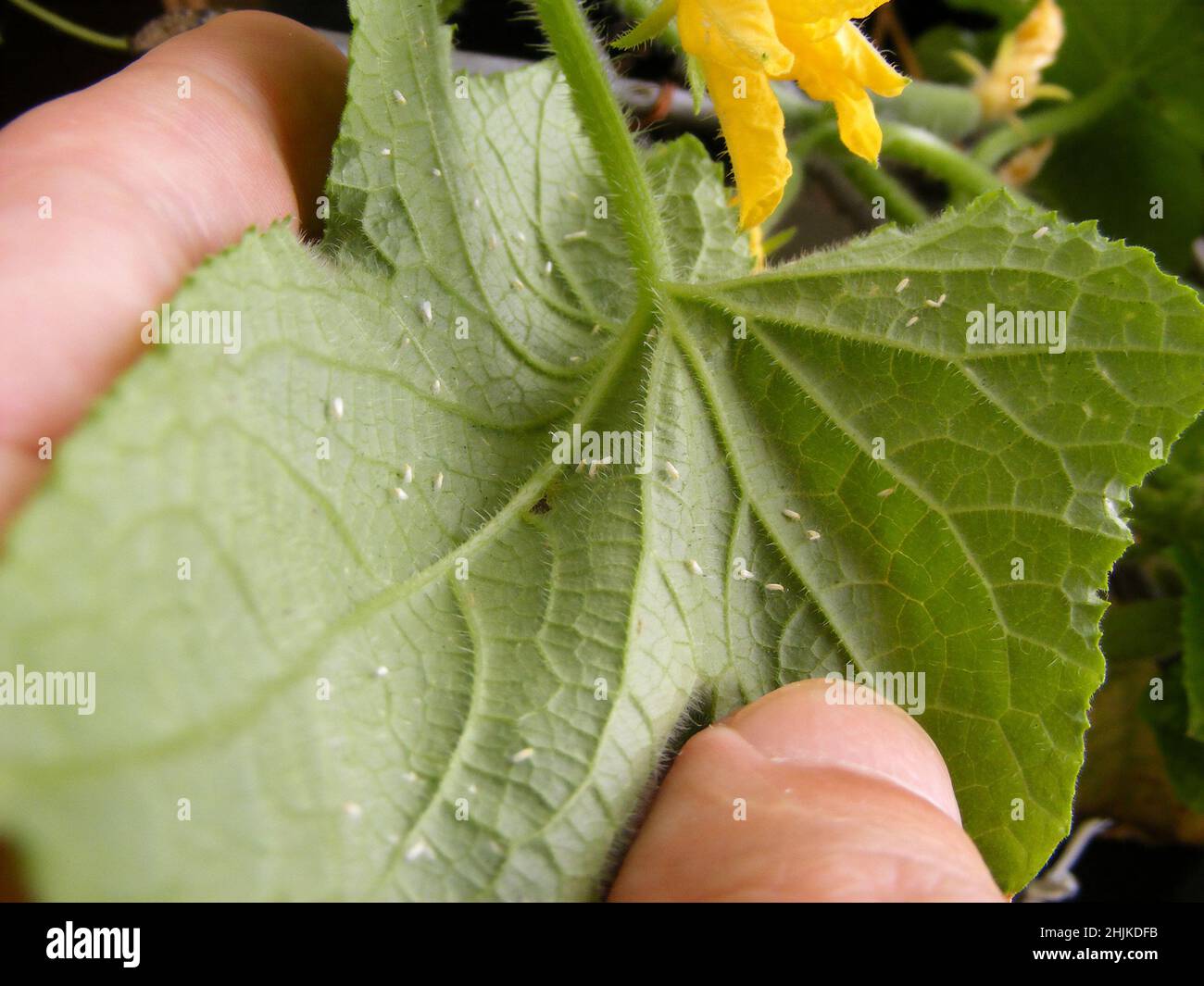 Pests in the garden on a cucumber plant. Greenhouse whitefly (Trialeurodes vaporariorum) - a primary insect pest of many vegetable and ornamental crop Stock Photo