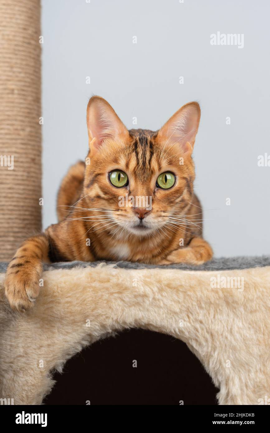Portrait of a Bengal cat lying on a cat house. vertical shot Stock Photo