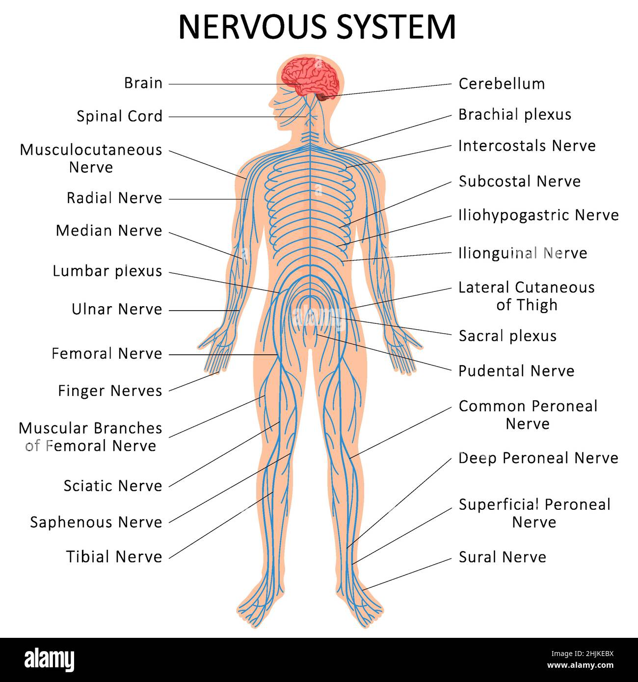 organization of the nervous system flowchart