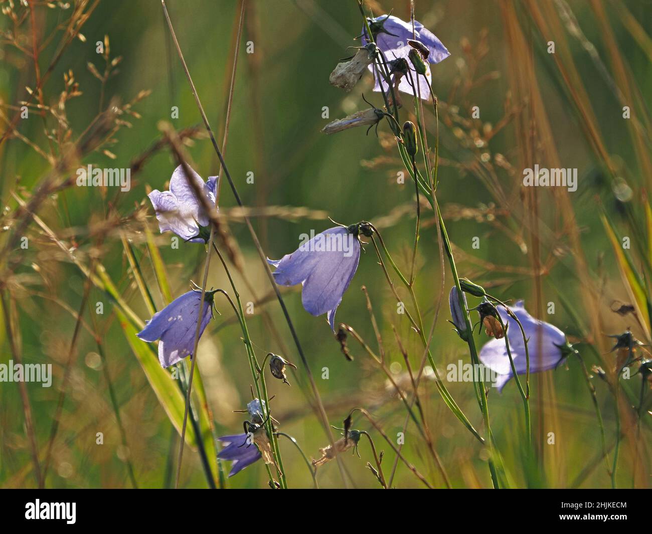 Golden grass seed-heads and pale blue flowers of Harebell (Campanula rotundifolia) in Summer meadow Cumbria,England, UK Stock Photo