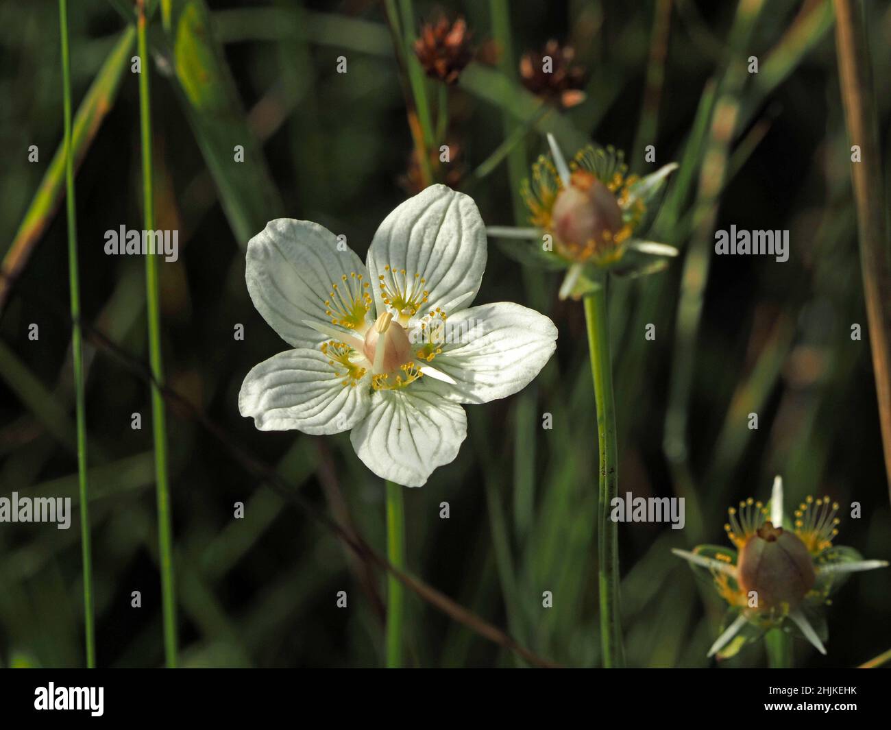 white strongly veined flower of Grass of Parnassus in damp upland bog in bright Summer sunshine - Cumbria,England, UK Stock Photo