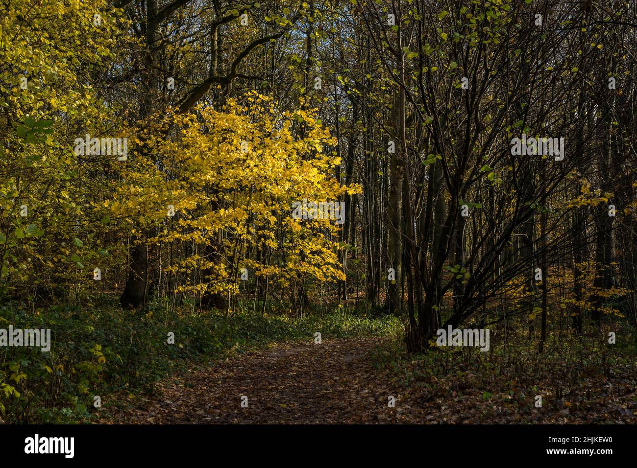 autumn landscape with trees Stock Photo - Alamy