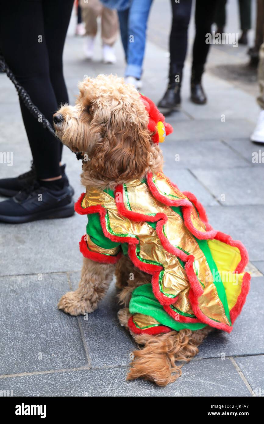 Cockapoo fancy dress top