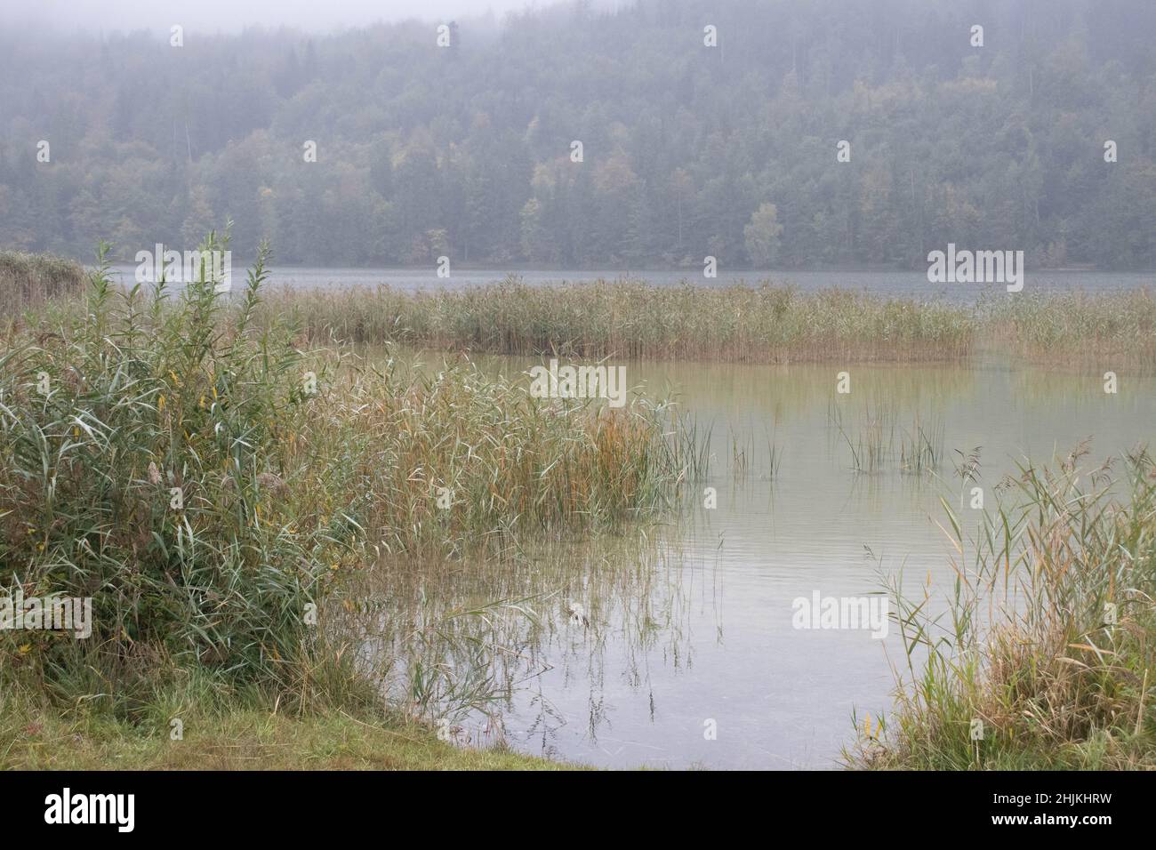 Verwunschene Landschaft mit nebeligen Blick auf den Wald am See Stock Photo