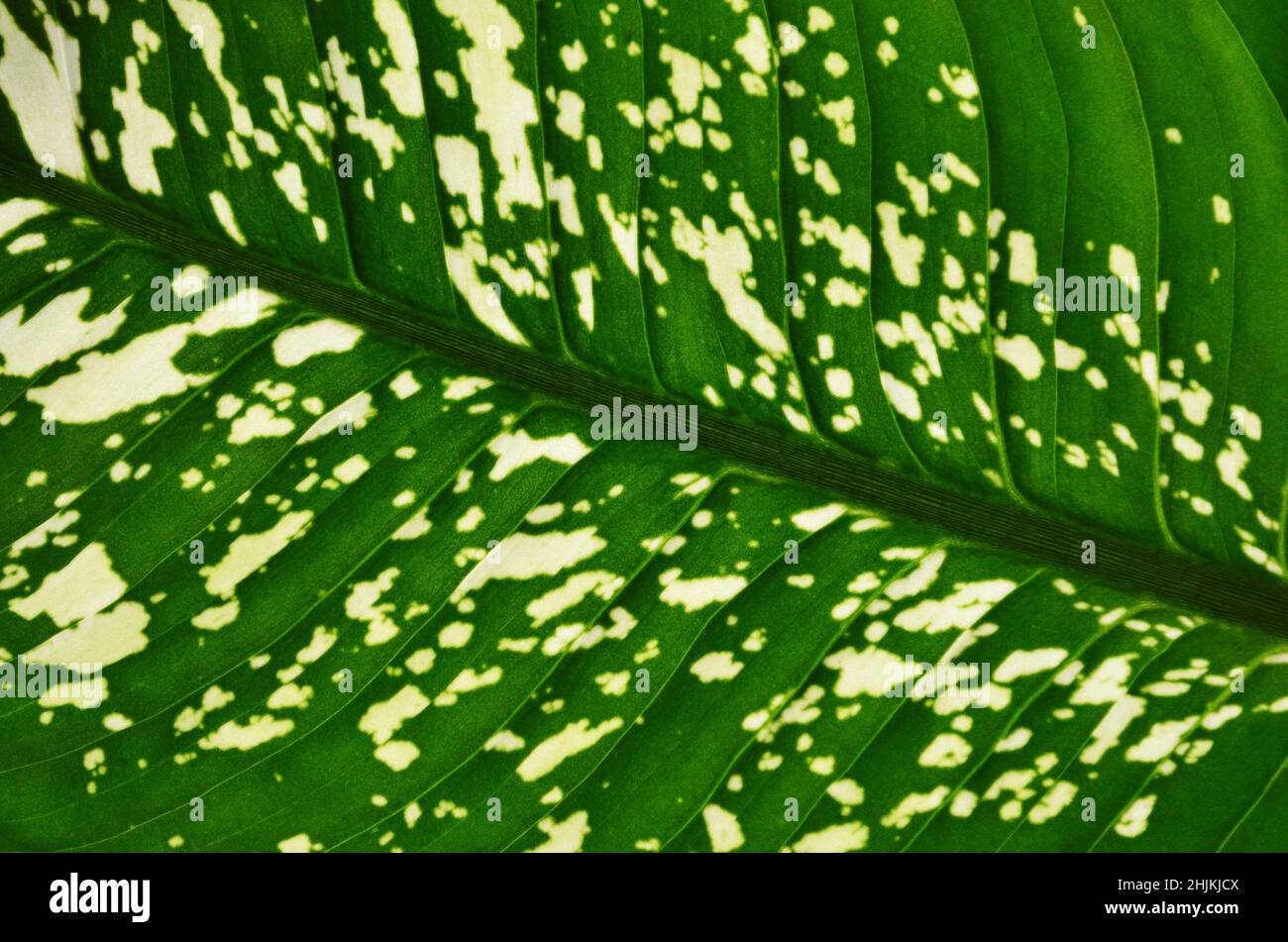 Fragment of a dieffenbachia leaf as a green abstract background. Green leaf containing light spots and flecks. Stock Photo