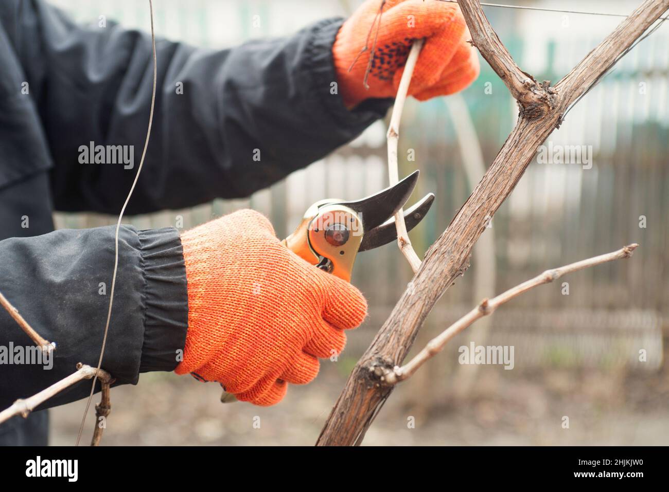 Gardener is pruning branches with pruning shears. Spring plant pruning