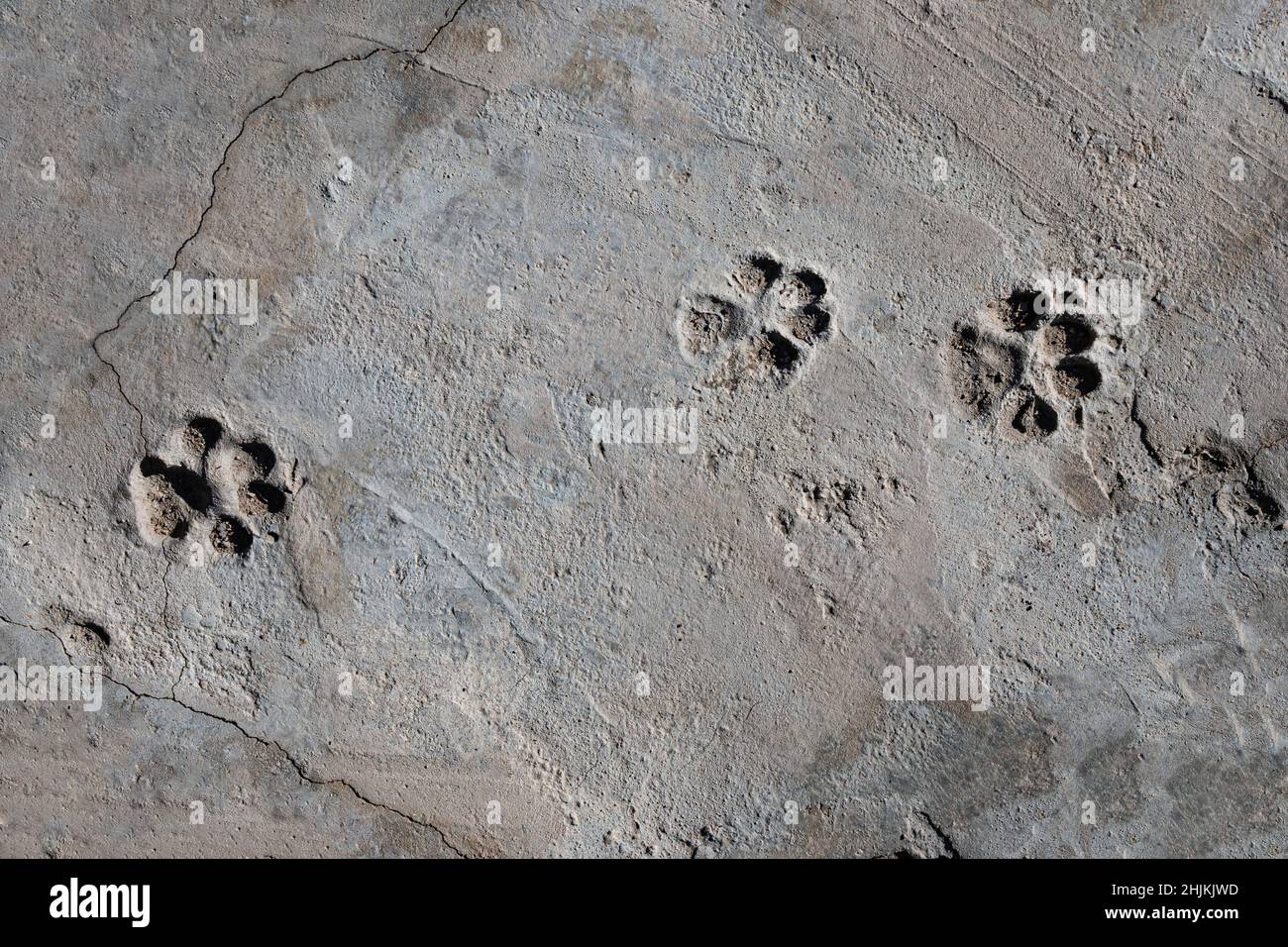 Seen from above, three footprints of a dog that have been marked on a gray cement pavement. Stock Photo