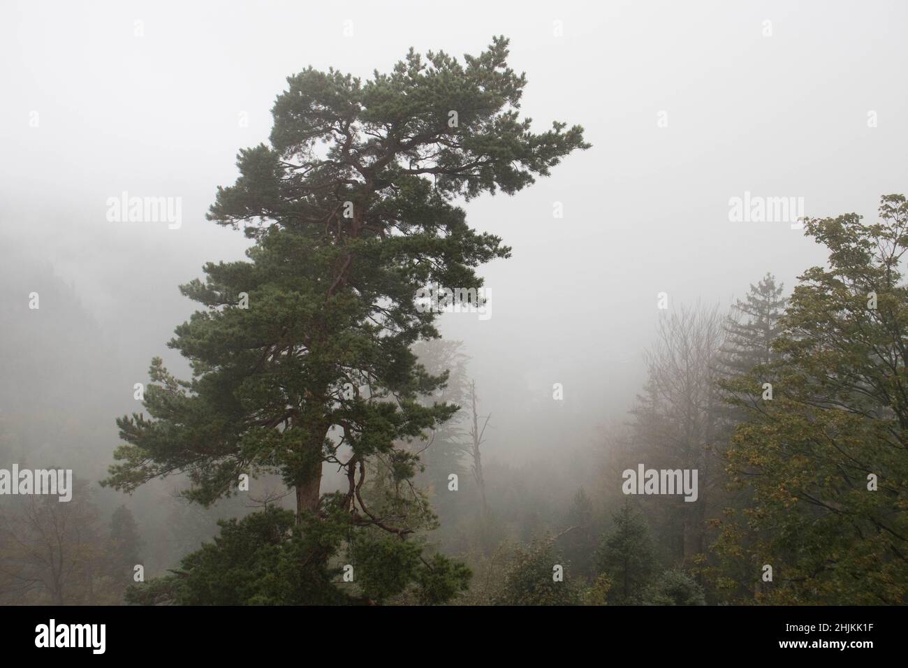 Wie eine Malerei wirkt diese Landschaftsfotografie eines Baumes im nebeligen Wald Stock Photo