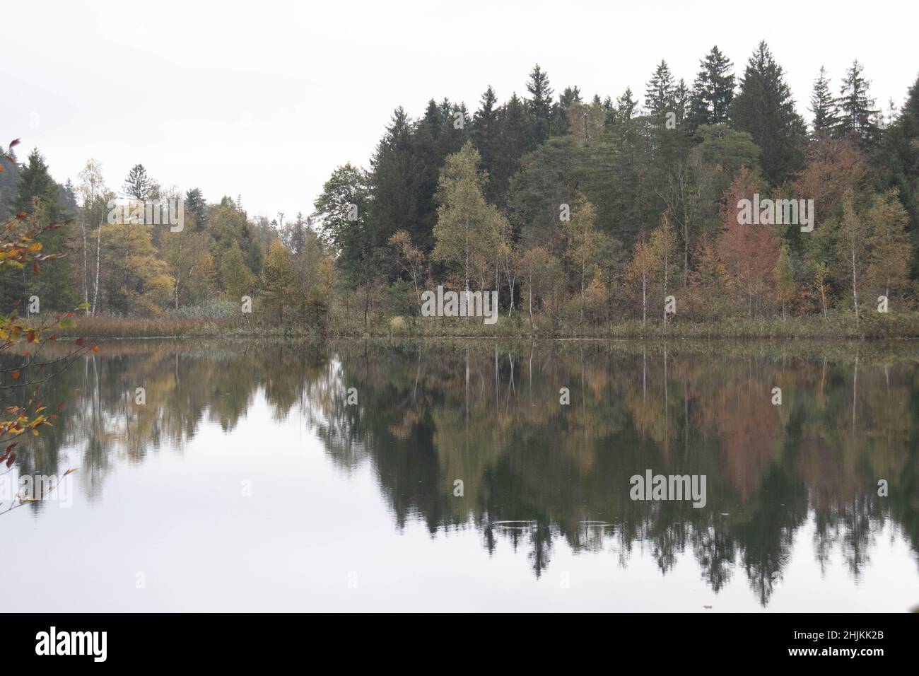 Im Schwansee, Füssen spiegeln sich die Bäume auf glatter Oberfläche des Sees im Herbst Stock Photo