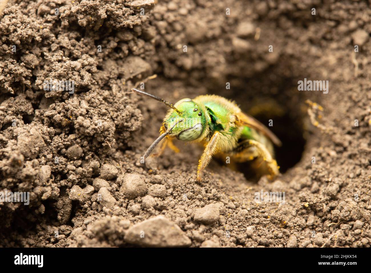 Metallic Green Bee at Nest Hole in Ground Stock Photo
